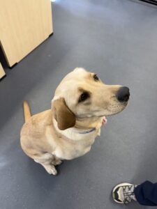 Kenzie - a nine-month old puppy who will one day be a guide dog. Picture by Tamsin Keeney