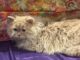 Supreme Cat Show 2026. Picture by Tamsin Keeney