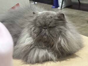 Supreme Cat Show 2026, Picture by Tamsin Keeney