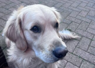 Fletcher. Picture by Tamsin Keeney